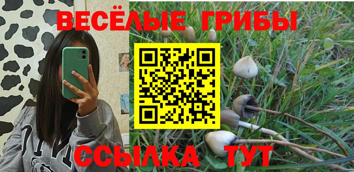 Галлюциногенные грибы Psilocybe Егорьевск