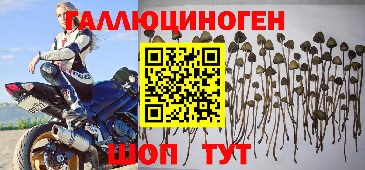 Псилоцибиновые грибы Psilocybe  цены   Егорьевск  Вход с VPN 